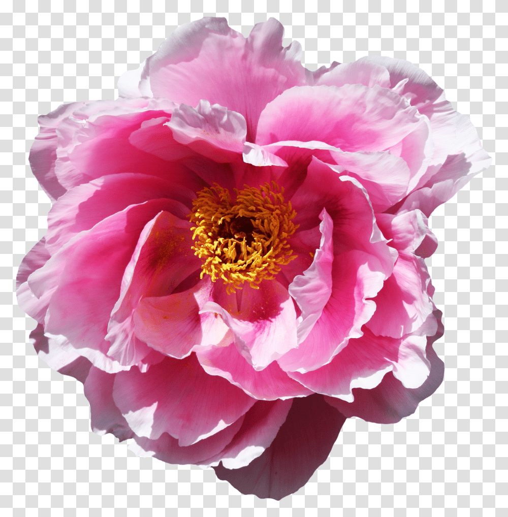 Rose Flower Image Fleur Gif Anime, Peony, Plant, Blossom, Pollen Transparent Png