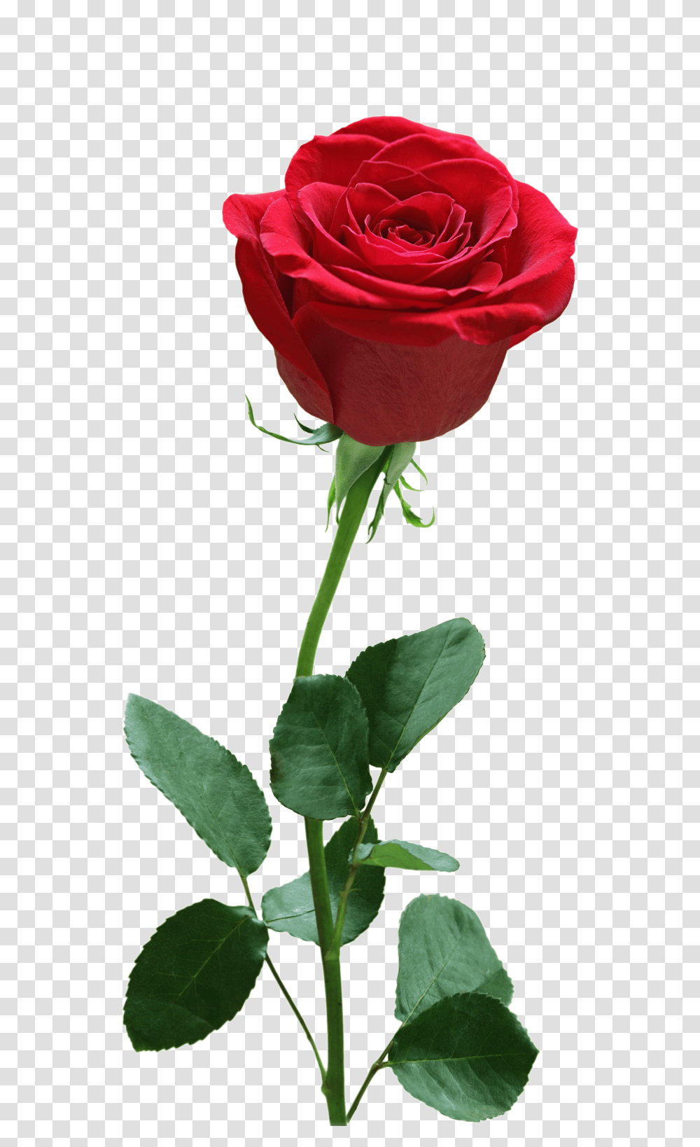 Rose Flower Image Free Download Searchpngcom Center, Plant, Blossom, Petal Transparent Png