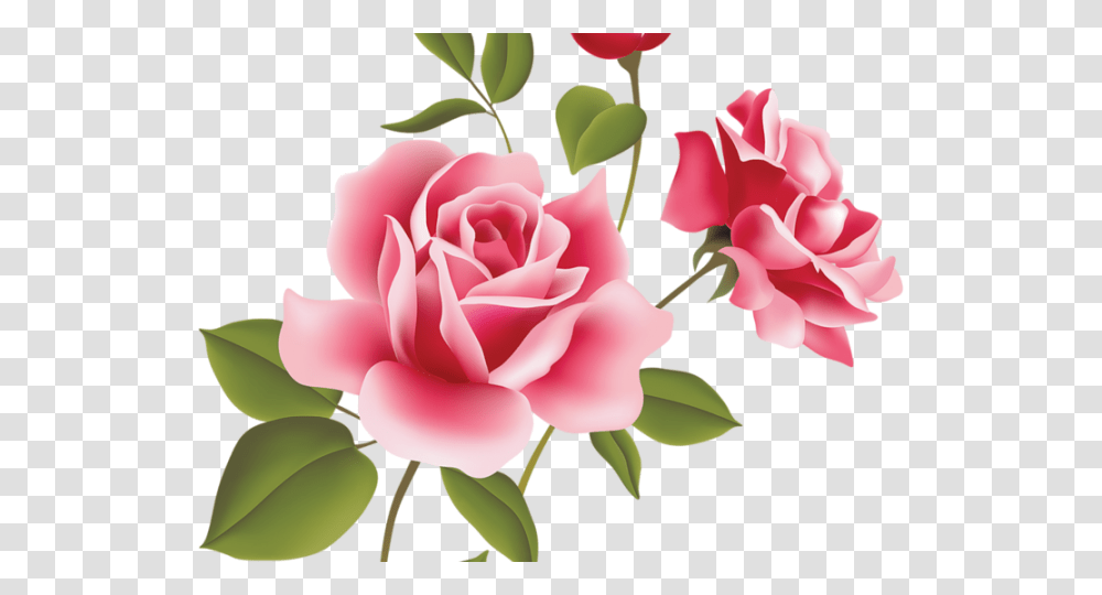 Rose Flower Image Hd, Plant, Blossom, Petal, Carnation Transparent Png