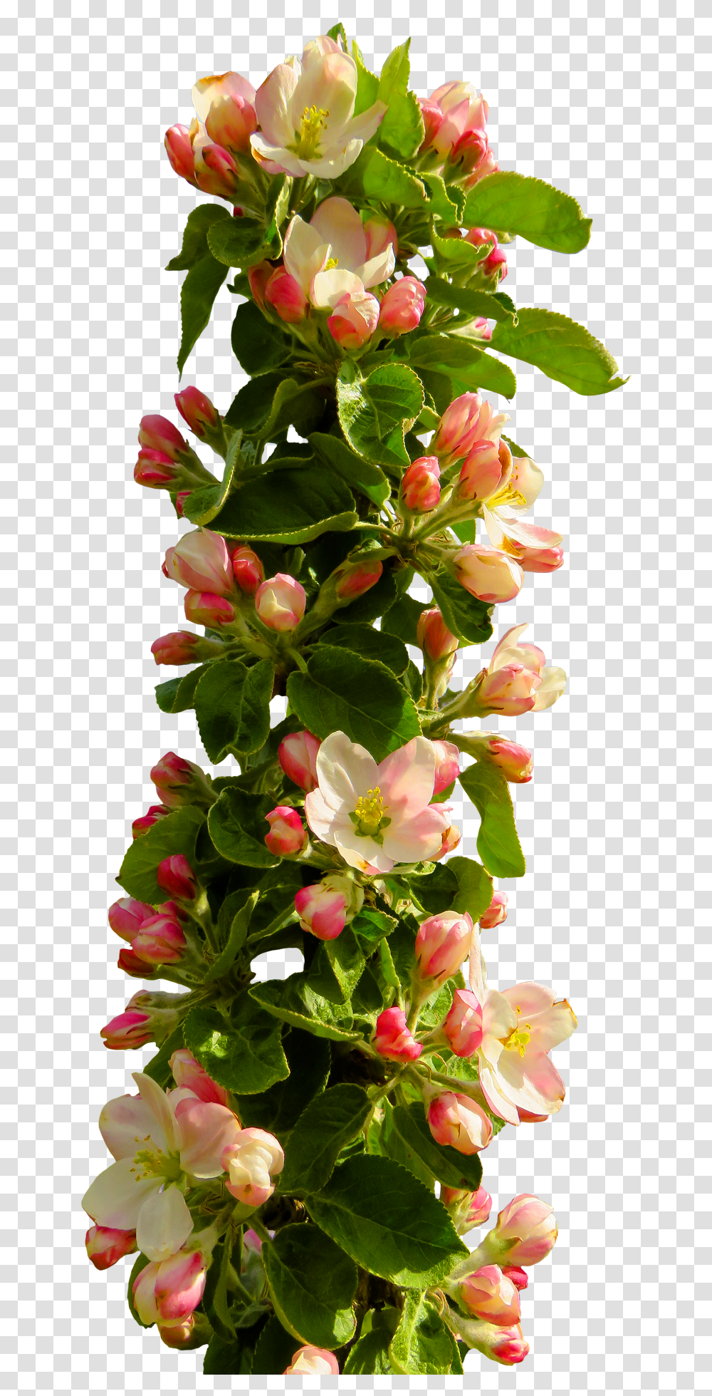 Rose Flower Image Pngpix Format Flowers Hd, Plant, Blossom, Flower Arrangement, Flower Bouquet Transparent Png
