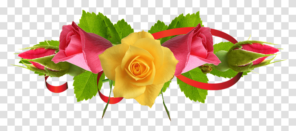 Rose Flower Images 4 Image Red And Yellow Flower, Plant, Blossom, Petal, Leaf Transparent Png