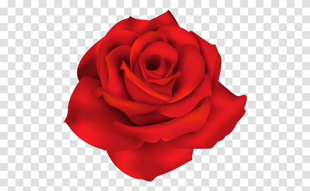 Rose Flower Images Free Download Background Blue Rose, Plant, Blossom, Petal Transparent Png