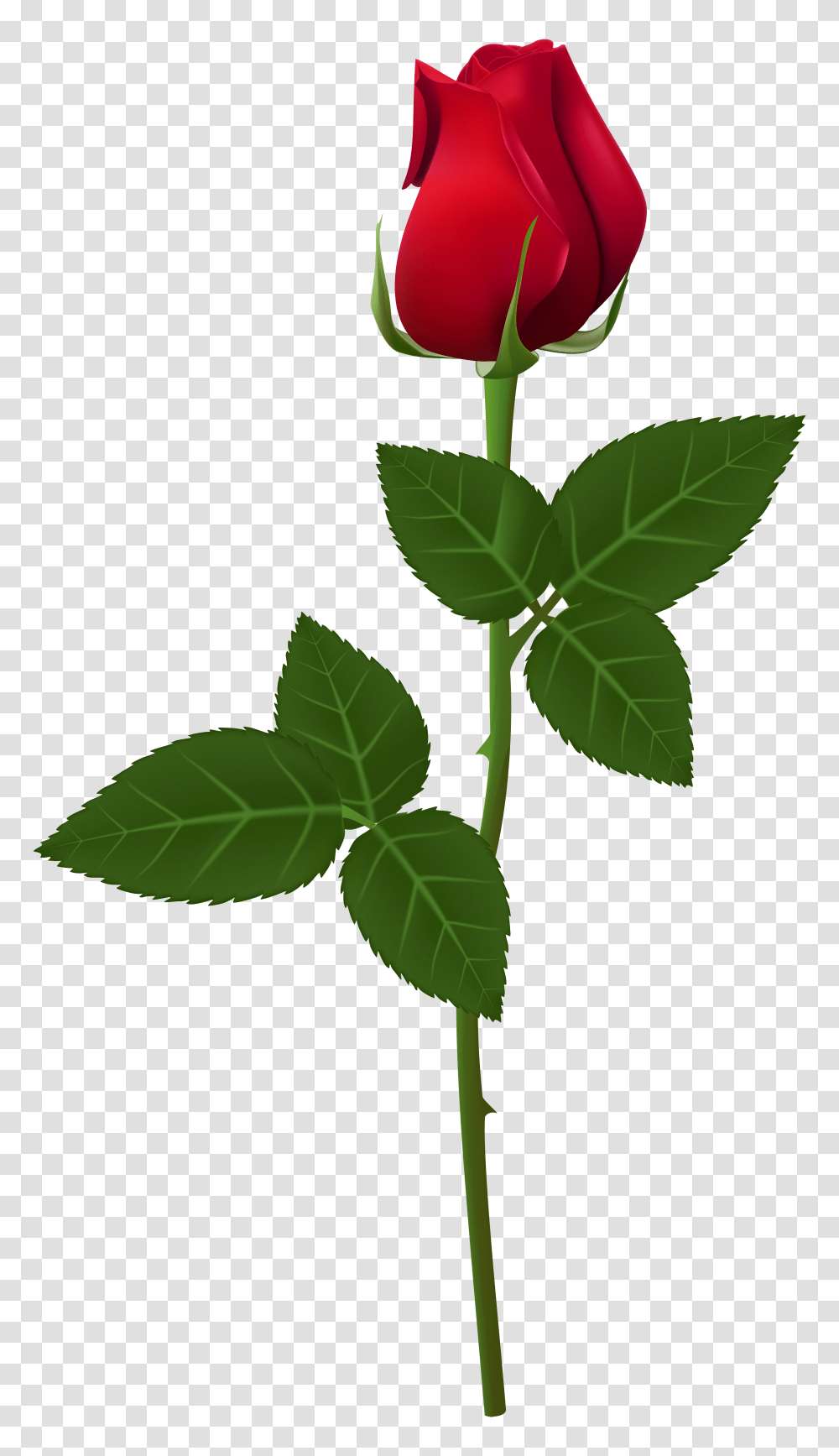 Rose Flower Images Free Download Background Rose, Plant, Blossom, Cross, Symbol Transparent Png