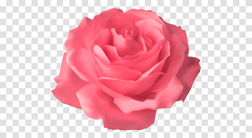 Rose Flower Images Free Download Blue Rose Flower, Plant, Blossom, Petal Transparent Png