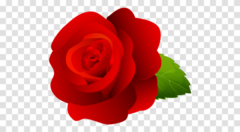 Rose Flower Images Free Download Garden Roses, Plant, Blossom, Petal Transparent Png