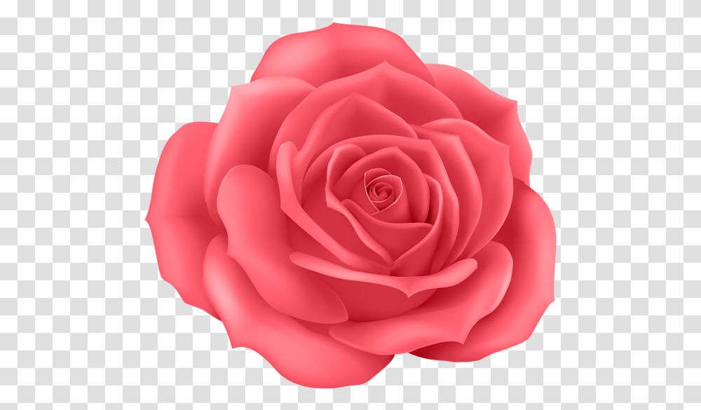 Rose Flower Images Free Download Pink Cartoon Rose, Plant, Blossom, Petal Transparent Png