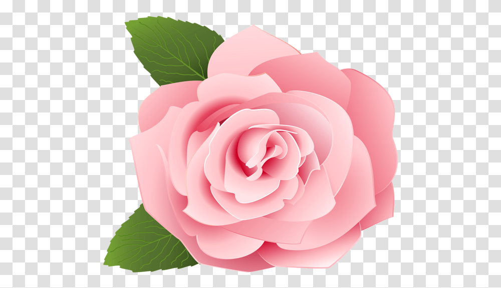 Rose Flower Images Free Download Pink Flower, Plant, Blossom, Petal Transparent Png