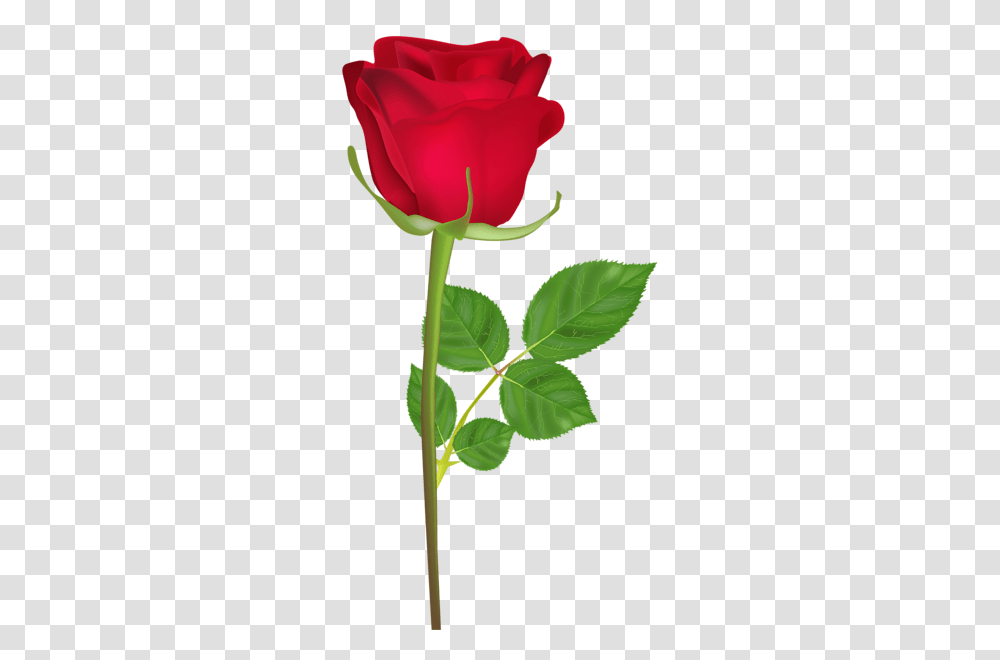 Rose Flower Images Free Download, Plant, Blossom, Leaf, Petal Transparent Png