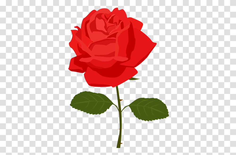 Rose Flower Images Free Download, Plant, Blossom, Petal, Carnation Transparent Png