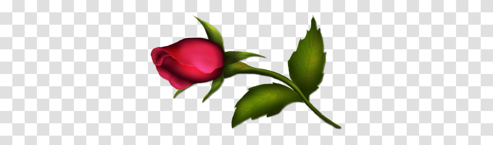 Rose Flower Images Free Download, Plant, Blossom, Petal, Leaf Transparent Png