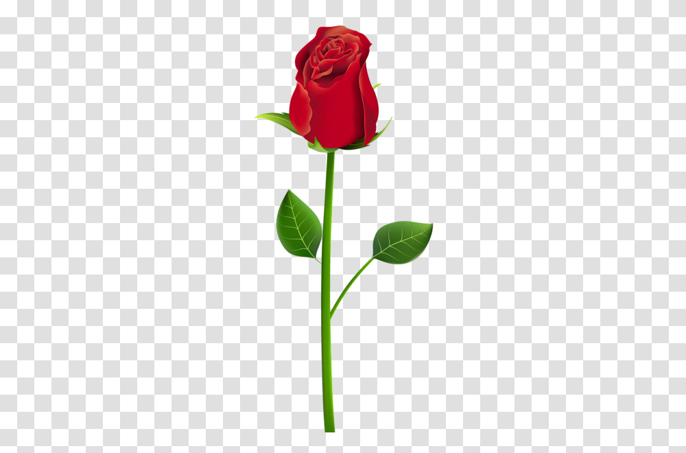 Rose Flower Images Free Download, Plant, Blossom, Petal, Leaf Transparent Png