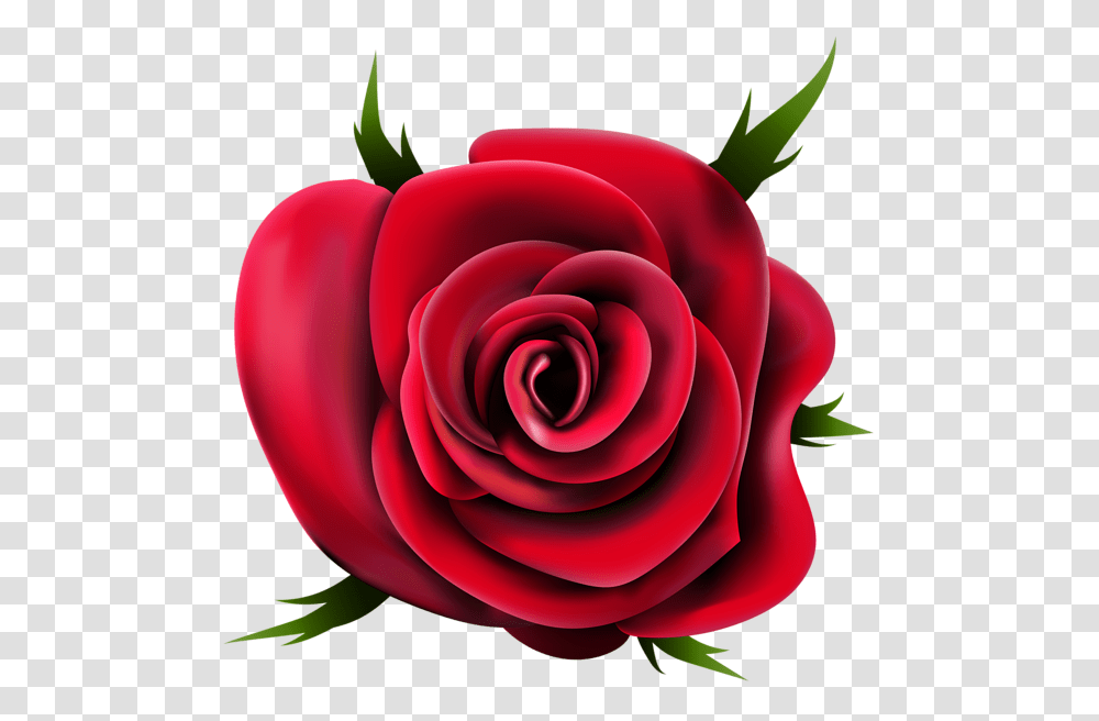 Rose Flower Images Free Download, Plant, Blossom, Petal Transparent Png