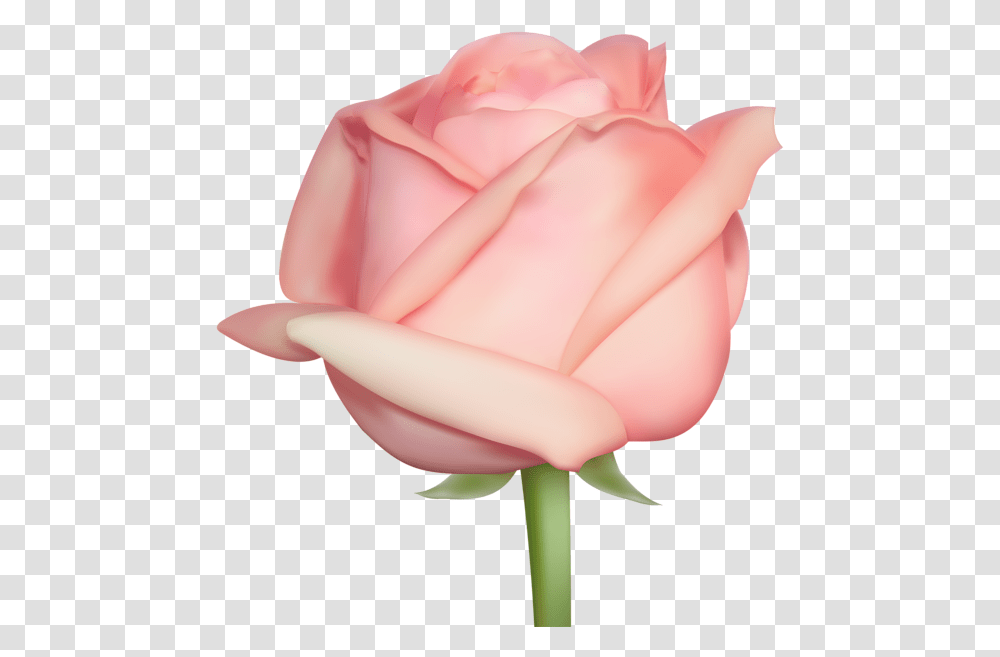 Rose Flower Images Free Download Real Pink Rose, Plant, Blossom, Petal Transparent Png