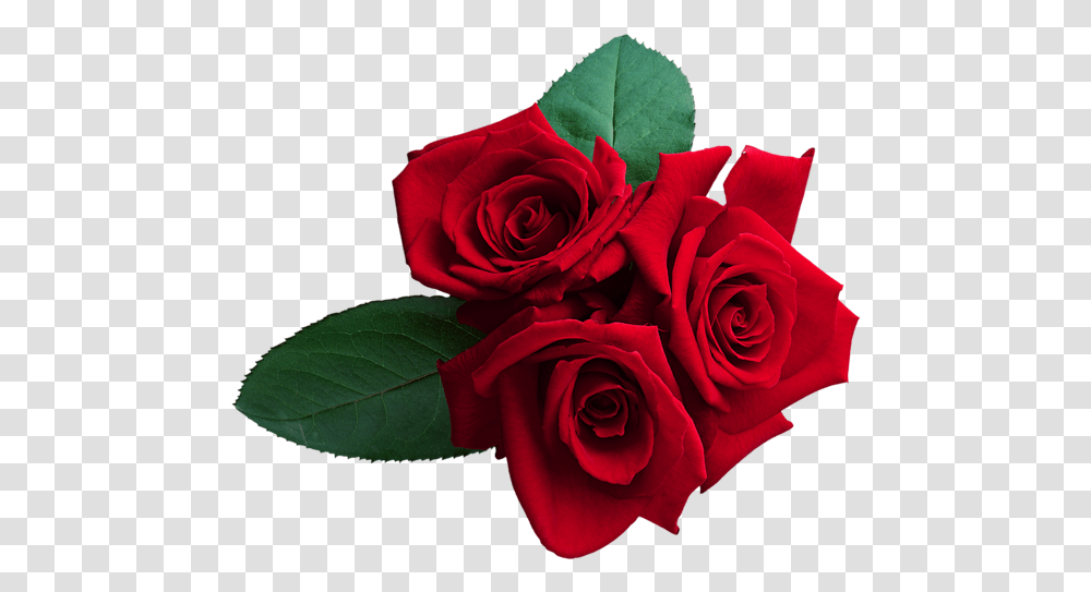 Rose Flower Images Free Download Real Roses, Plant, Blossom, Flower Bouquet, Flower Arrangement Transparent Png