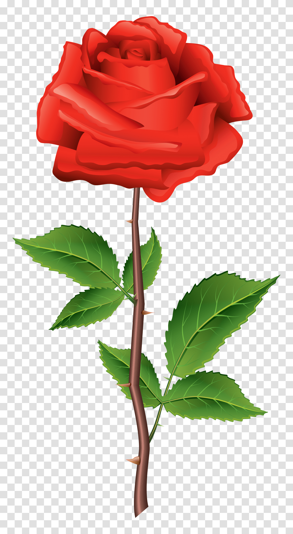 Rose Flower Images Free Download Red Rose Clipart, Plant, Blossom, Leaf, Petal Transparent Png