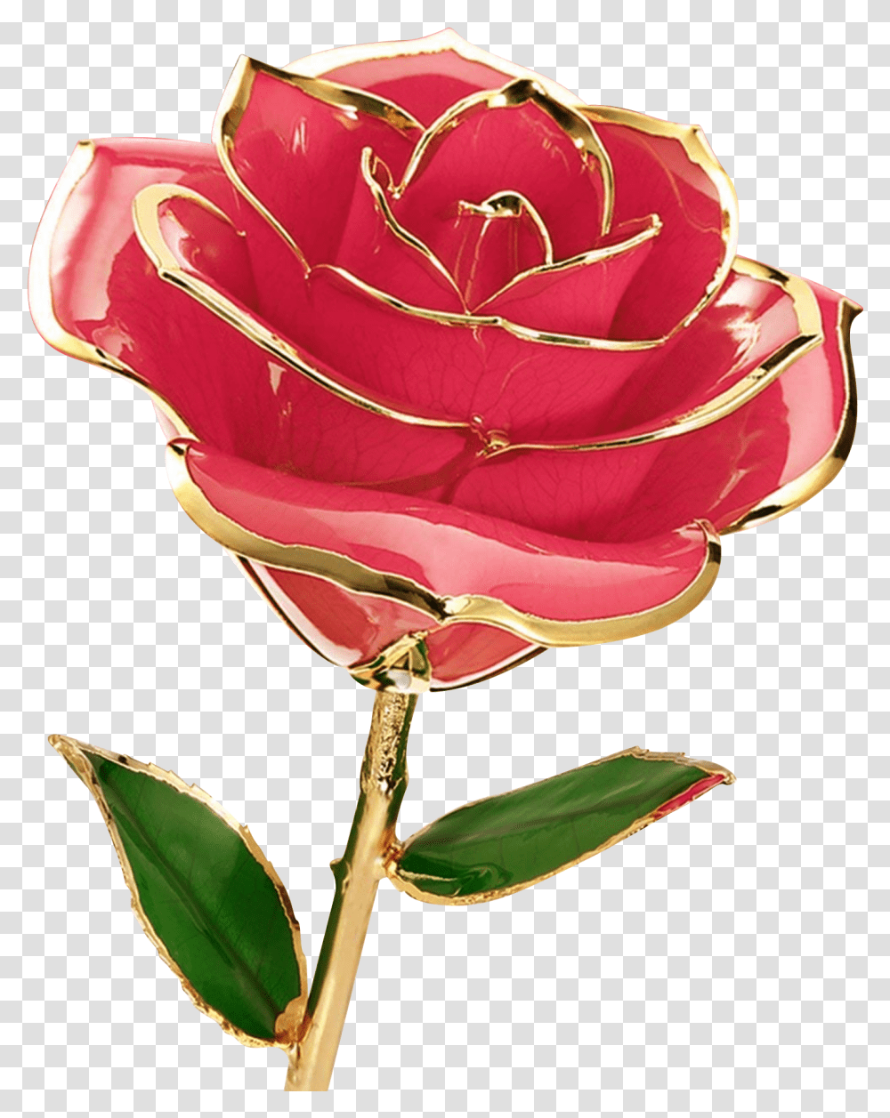 Rose Flower Images Free Download Searchpngcom Rose Flower Images Download, Plant, Petal, Blossom, Geranium Transparent Png
