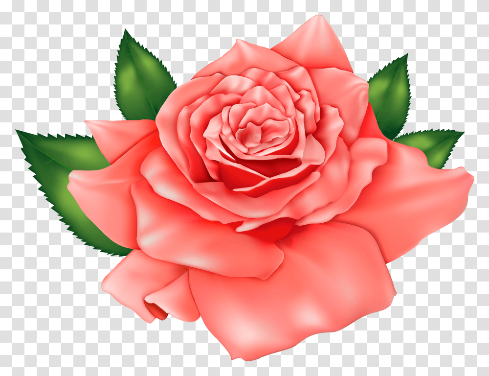 Rose Flower Images Picture Beautiful Rose Hd Transparent Png