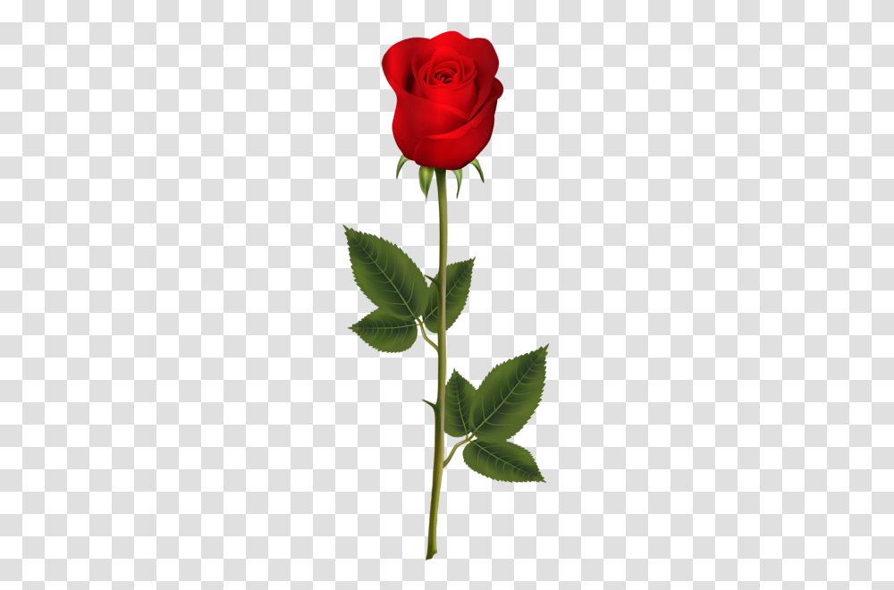 Rose, Flower, Leaf, Plant, Acanthaceae Transparent Png