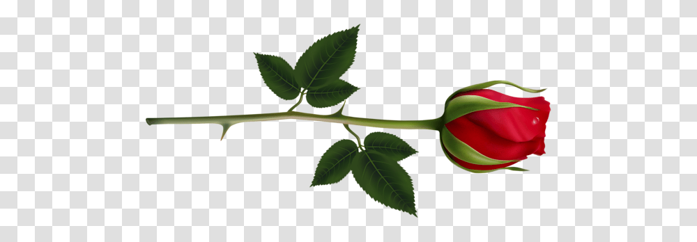 Rose, Flower, Leaf, Plant, Annonaceae Transparent Png