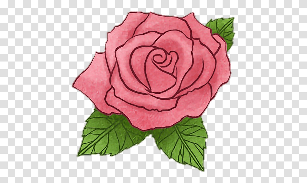 Rose Flower Littleprince Story Drawing Lovely, Plant, Blossom, Floral Design, Pattern Transparent Png