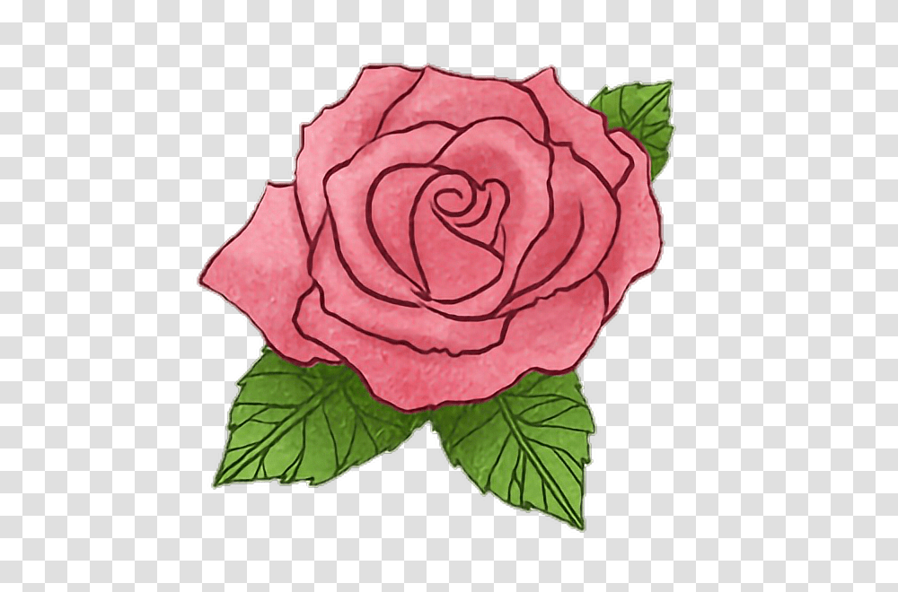Rose Flower Littleprince Story Drawing Watercolor Handp, Plant, Blossom, Hibiscus, Pattern Transparent Png