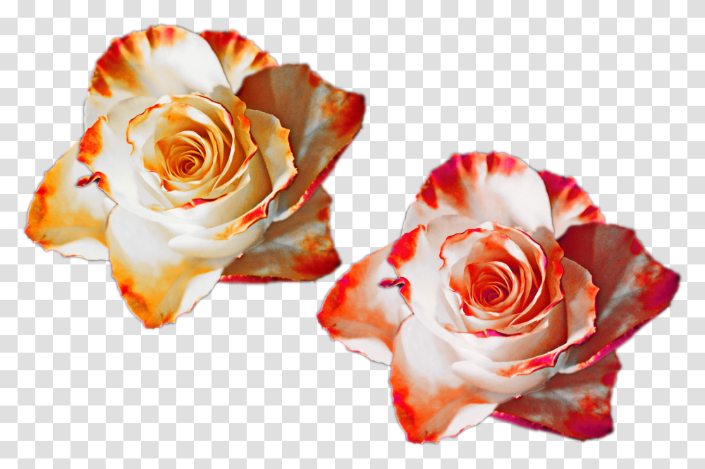 Rose Flower Nature Mixed Colors Flowers White Red Rose Color Orange Transparent Png