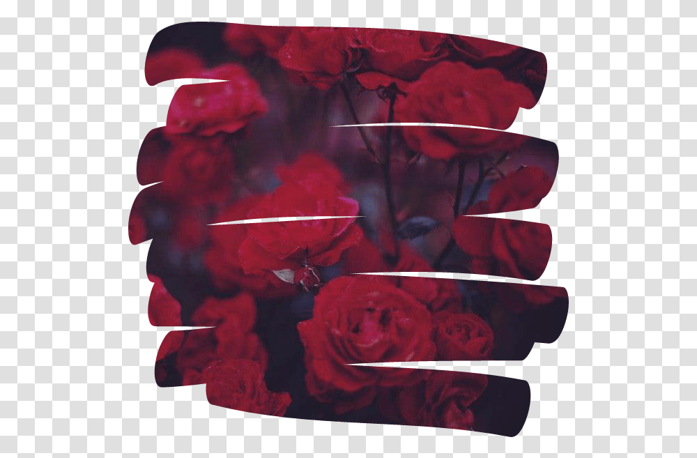 Rose Flower Overlay Aesthetic Tumblr Aesthetic Picsart Overlays, Plant, Canvas, Hand, Modern Art Transparent Png