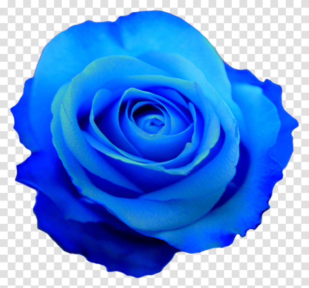 Rose Flower Photos Blue Flower, Plant, Blossom, Petal Transparent Png