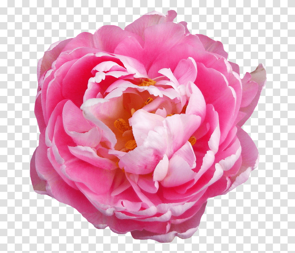 Rose Flower Pink Pink Flowers, Plant, Blossom, Peony, Petal Transparent Png