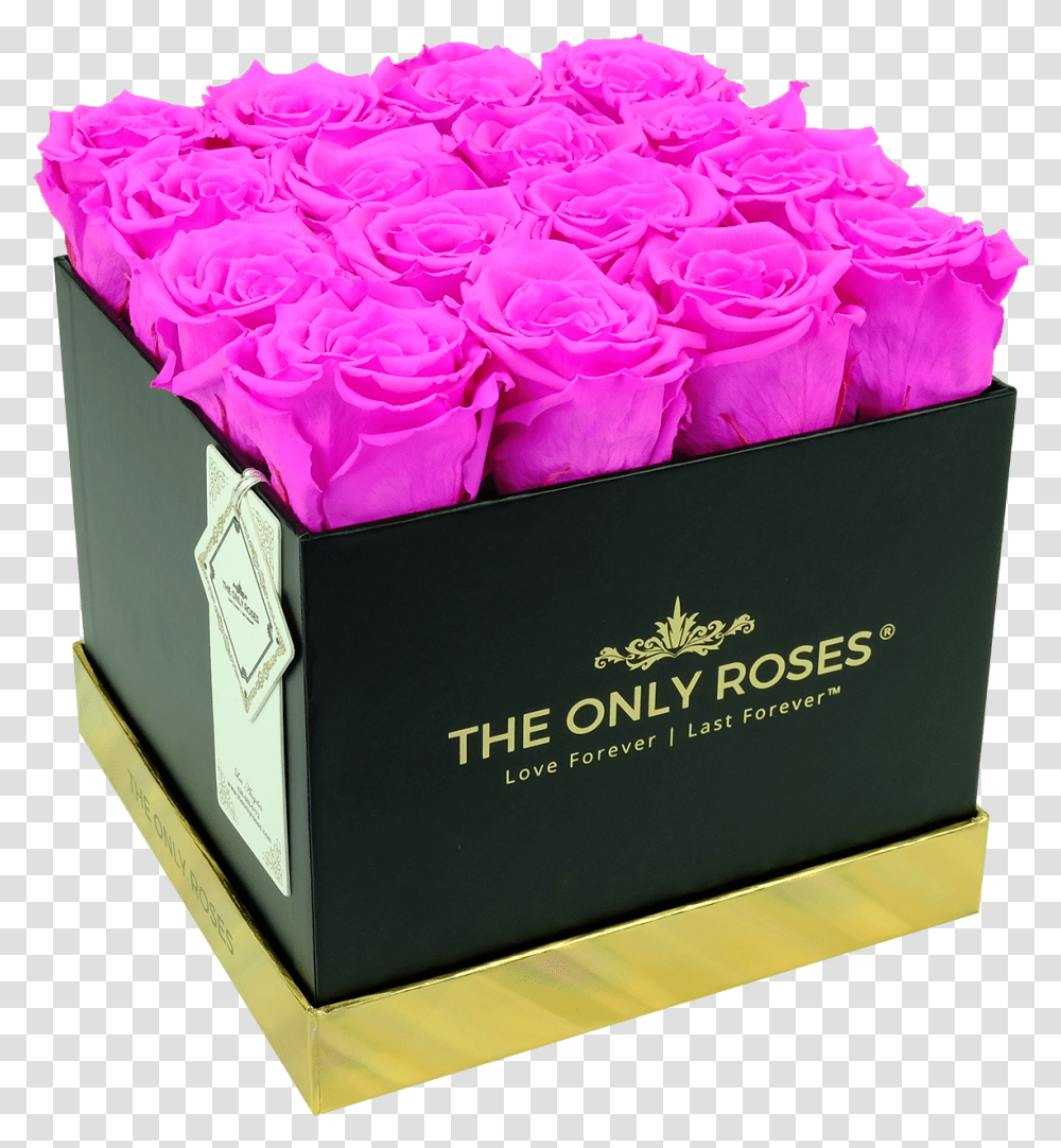 Rose, Flower, Plant, Blossom, Box Transparent Png