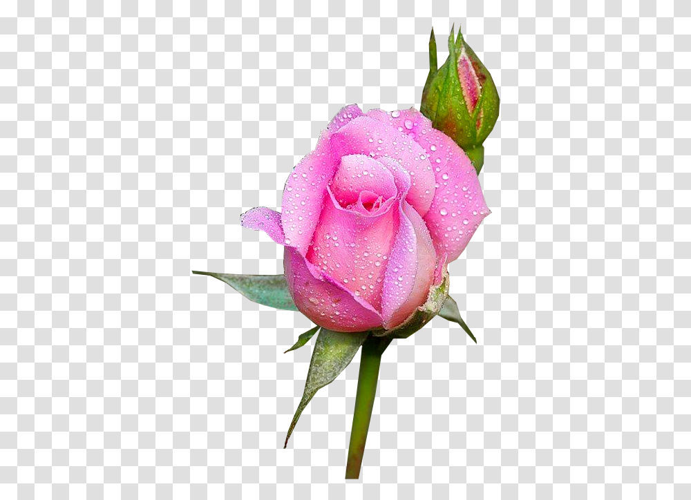 Rose, Flower, Plant, Blossom, Bud Transparent Png