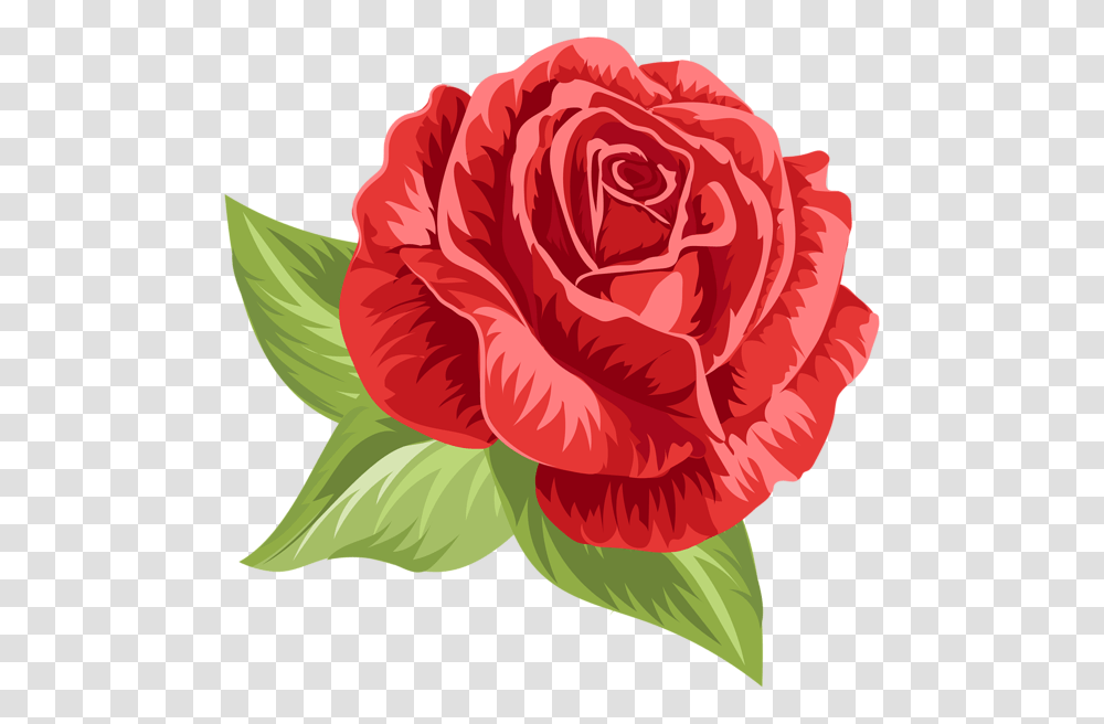 Rose, Flower, Plant, Blossom, Carnation Transparent Png