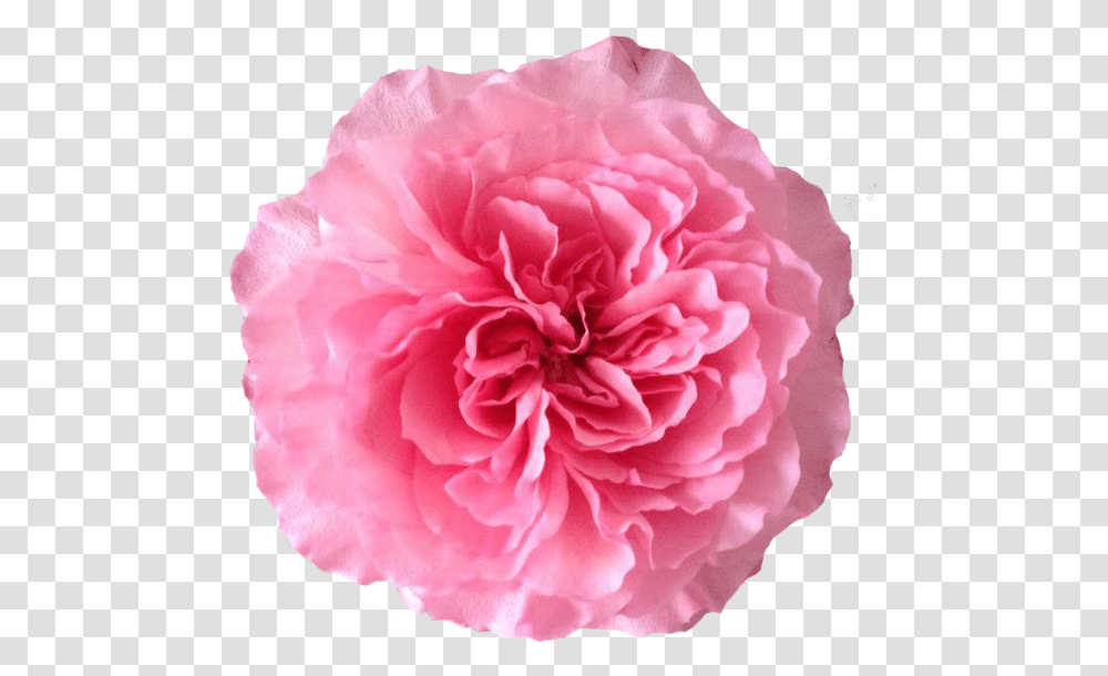 Rose, Flower, Plant, Blossom, Carnation Transparent Png