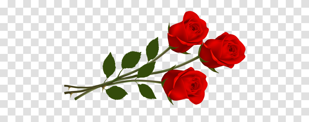 Rose, Flower, Plant, Blossom, Flower Arrangement Transparent Png