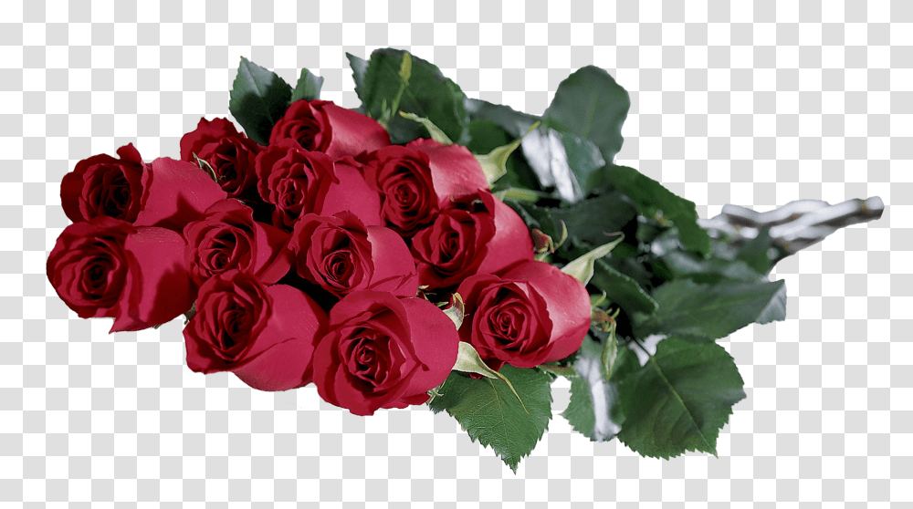 Rose, Flower, Plant, Blossom, Flower Bouquet Transparent Png