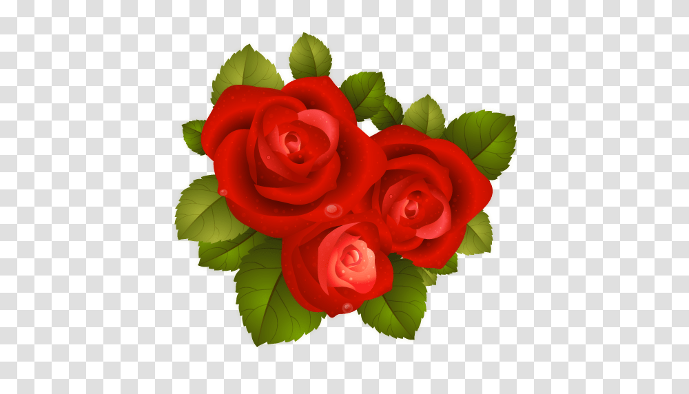 Rose, Flower, Plant, Blossom, Flower Bouquet Transparent Png