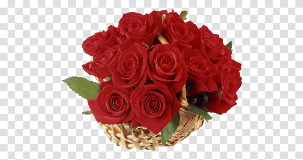 Rose, Flower, Plant, Blossom, Flower Bouquet Transparent Png