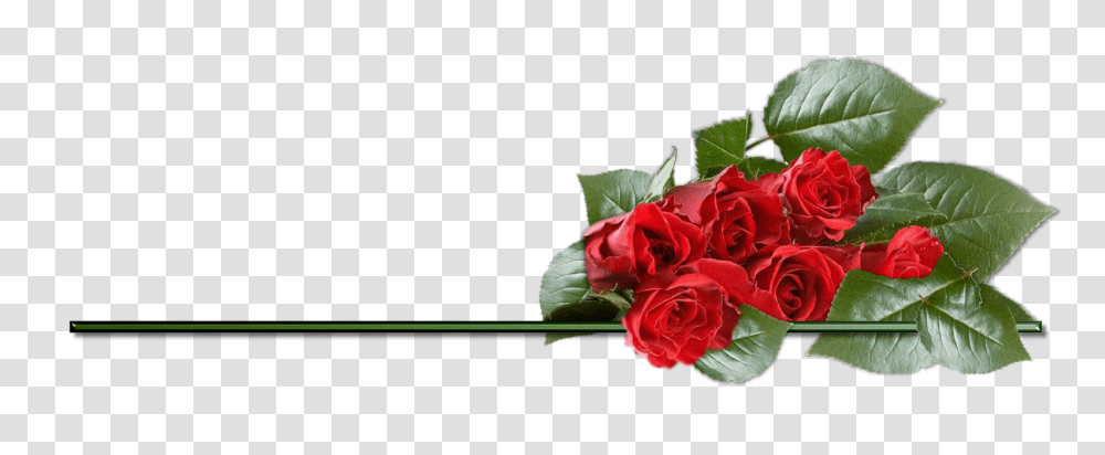 Rose, Flower, Plant, Blossom, Flower Bouquet Transparent Png