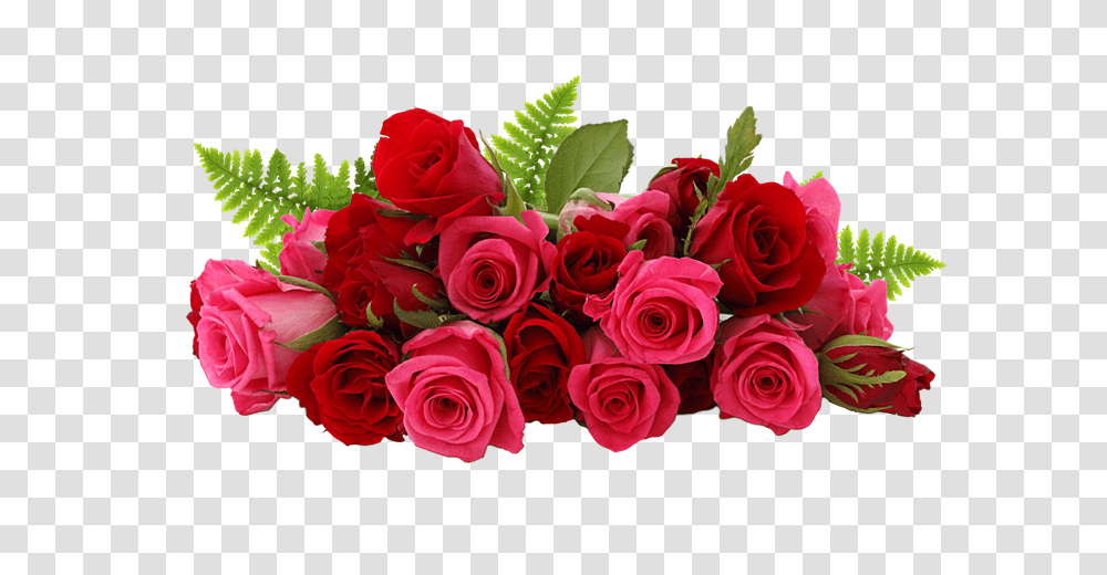 Rose, Flower, Plant, Blossom, Flower Bouquet Transparent Png