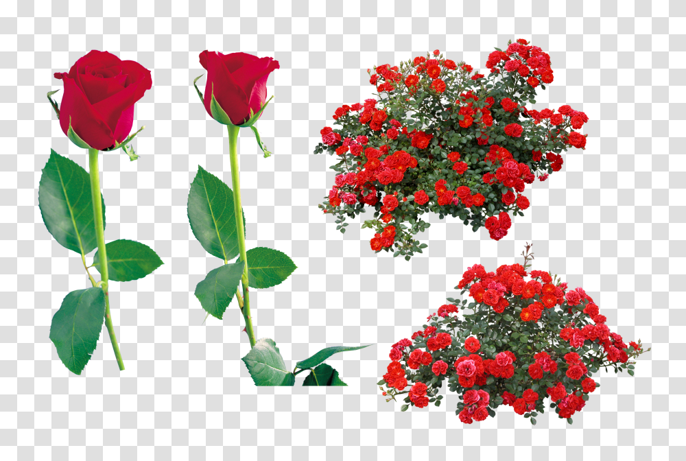 Rose, Flower, Plant, Blossom, Geranium Transparent Png