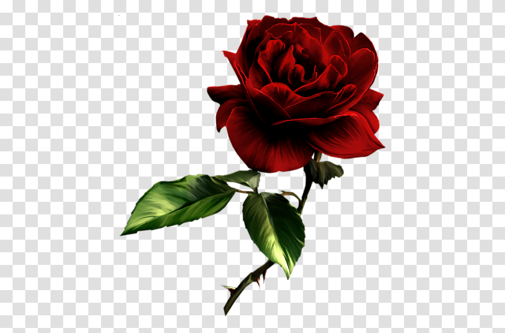 Rose, Flower, Plant, Blossom, Geranium Transparent Png