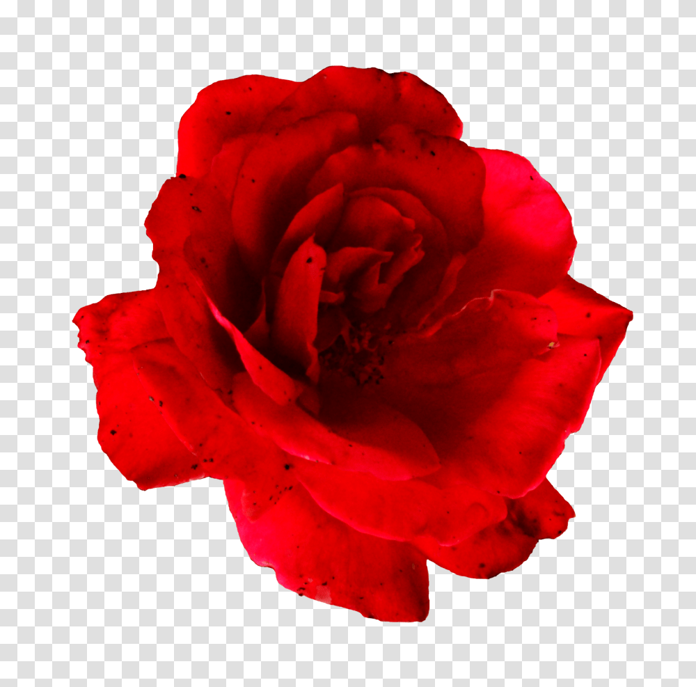 Rose, Flower, Plant, Blossom, Geranium Transparent Png