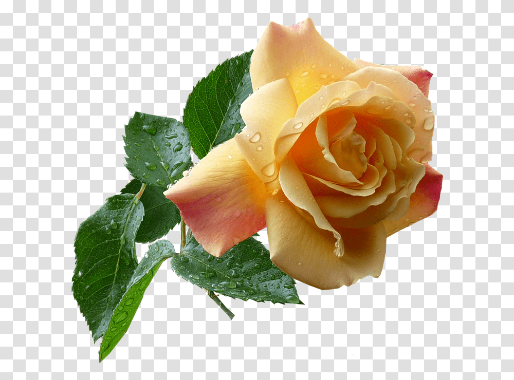 Rose, Flower, Plant, Blossom, Leaf Transparent Png