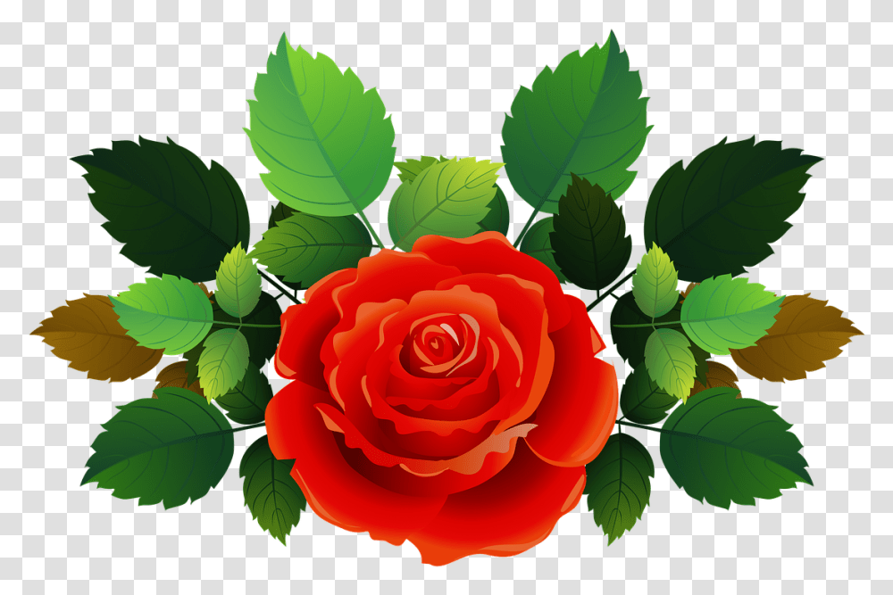 Rose, Flower, Plant, Blossom, Leaf Transparent Png