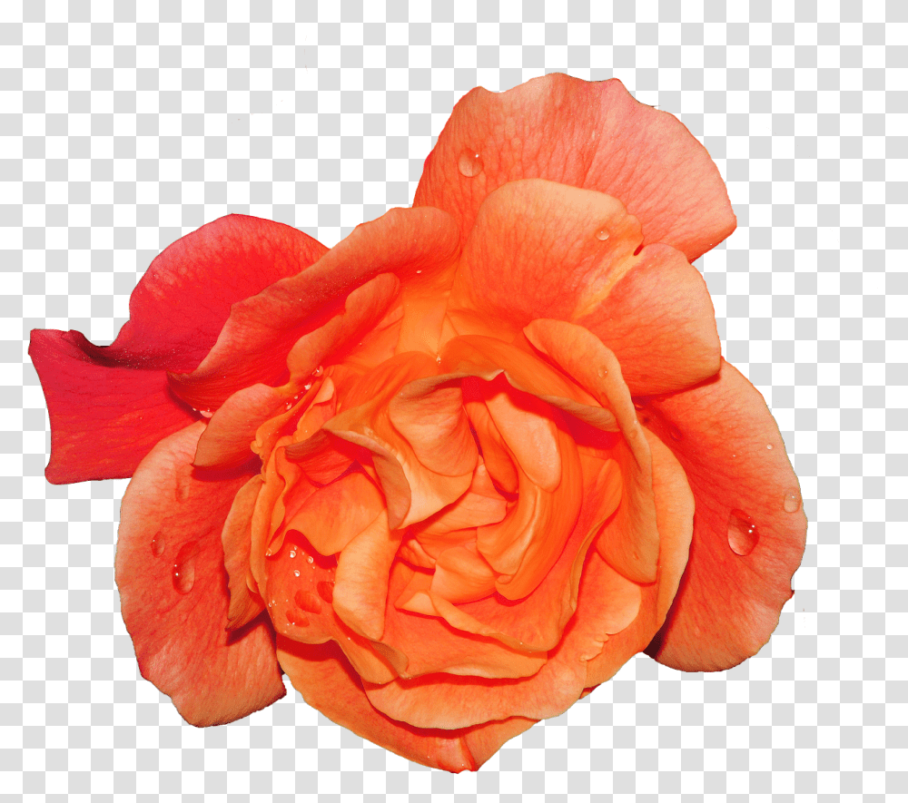 Rose, Flower, Plant, Blossom, Petal Transparent Png