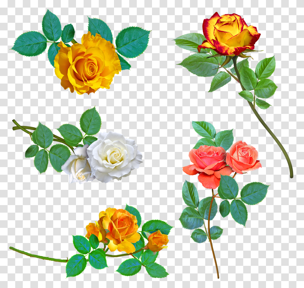 Rose, Flower, Plant, Blossom, Petal Transparent Png