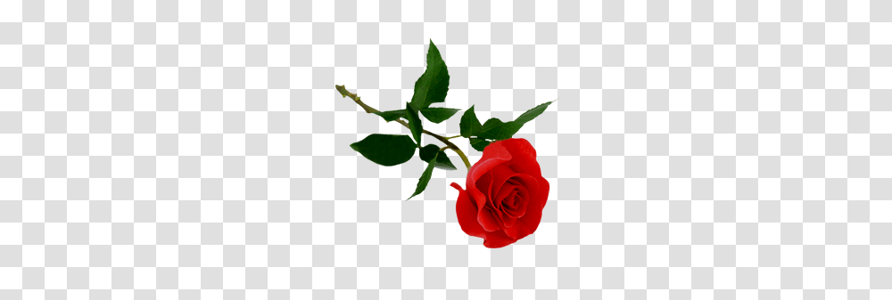 Rose, Flower, Plant, Blossom, Petal Transparent Png