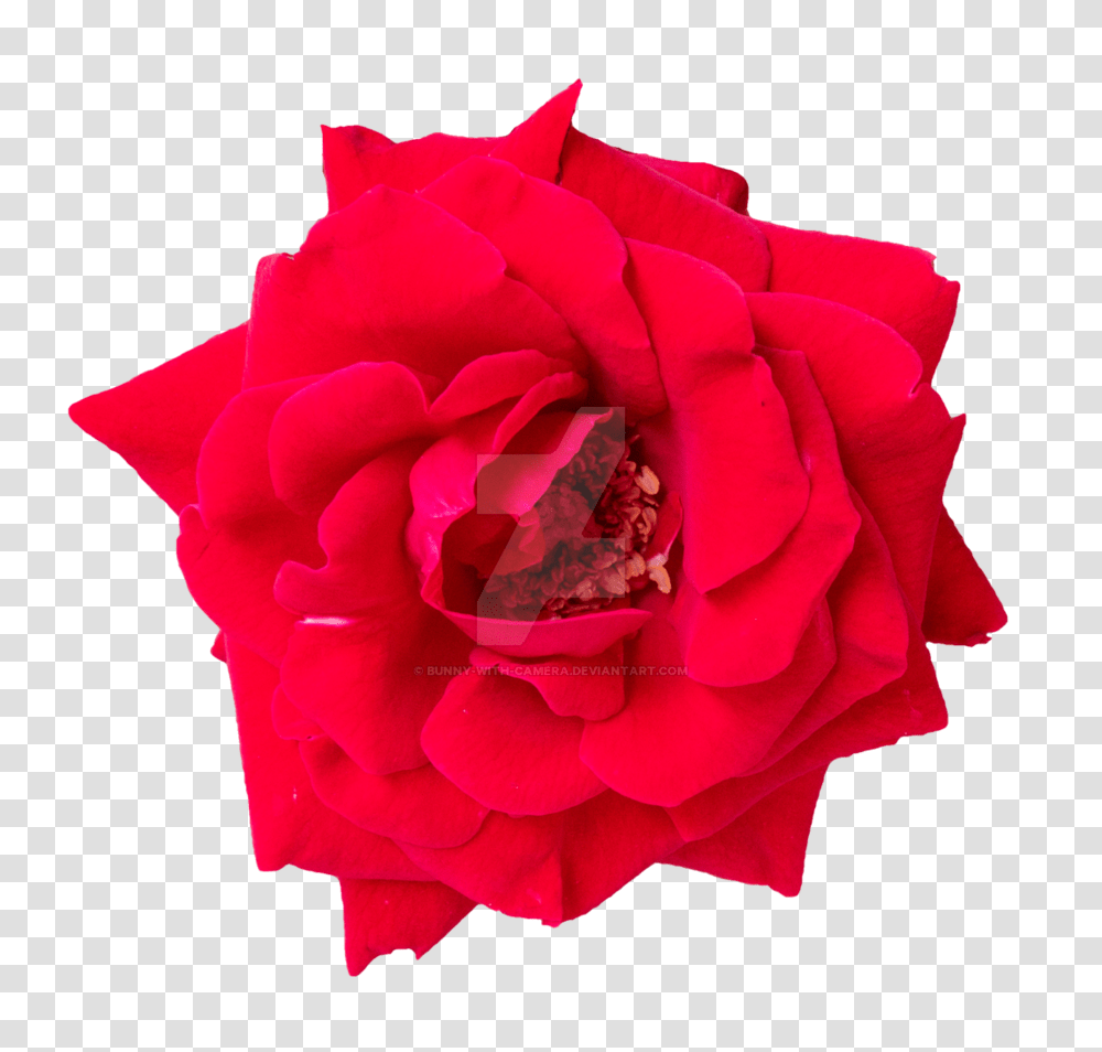 Rose, Flower, Plant, Blossom, Petal Transparent Png