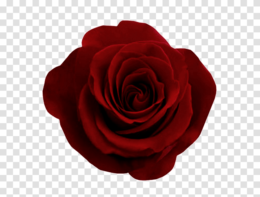 Rose Flower, Plant, Blossom, Petal Transparent Png