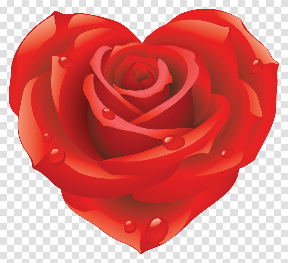 Rose, Flower, Plant, Blossom, Petal Transparent Png